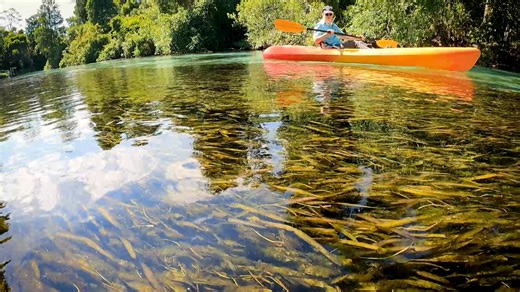 222 reactions · 18 shares | Vegetation is very important for the Weeki Wachee River. It helps with water clarity, provides food for manatees and habitat for animals. Find out how you can help protect the vegetation when visiting the river. | Southwest Florida Water Management District | Facebook