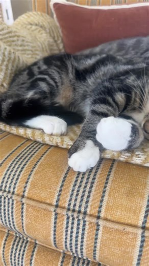 Adorable Besties and Their Cats