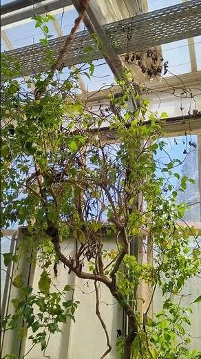 Inside Germany’s Second Largest Butterfly House