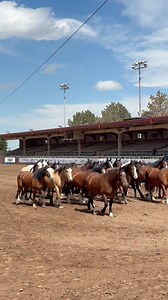25 of our top horses selected for the NFR Open, checking in to get their numbers for the week 🤩 CINCH JEANS Logan Coach, Inc. American Hat Company A&K Earth Movers Glacier45 Distillery Priefert Caldwell Night Rodeo Gem State Classic Pro Rodeo Agri-Best Feeds | Powder River Rodeo LLC