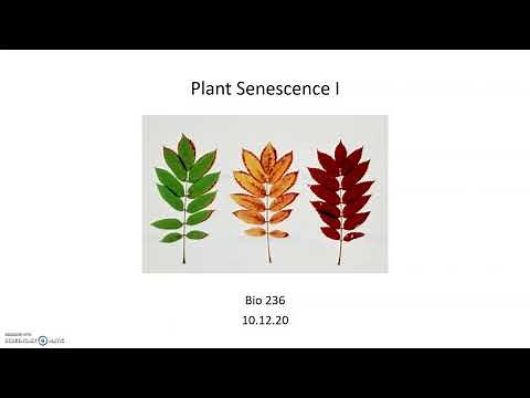 Plant Senescence Basics