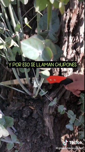 Cómo cuidar tus frutales: Elimina los chupones