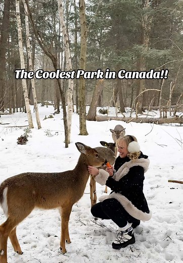 Discover Parc Omega: A Unique Wildlife Experience