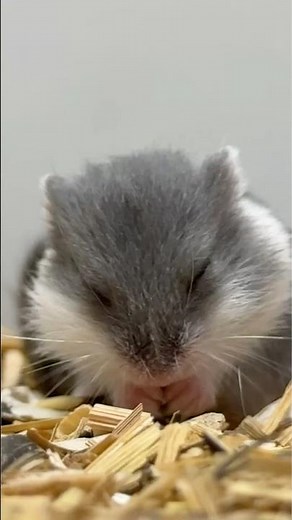 One week old dwarf hamsters | All their cute activities & tiny behaviours 🐹 | PILLAR