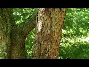 ID That Tree: Redbud