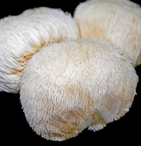 What is Lion's Mane used for? [2025] | QAQooking.wiki