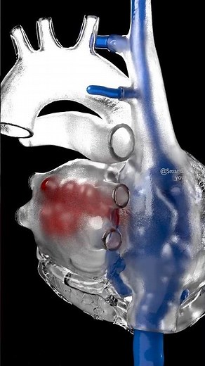 The Human Heart Explained Chambers & Blood Flow 🩸💙