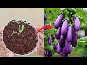 How to Grow Eggplants from Seed to Harvest