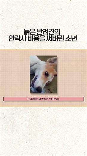 김애란의 노찬성과 에반ㅣ늙은 반려견의 안락사 비용을 써버린 소년 #김애란 #노찬성과에반 #노견