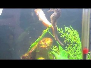 Seahorses Mating Actual Egg Transfer