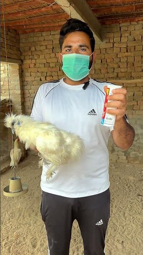 Best solution for lice and mites in birds #birds #chicks #chickens #viralreel #poultrycare
