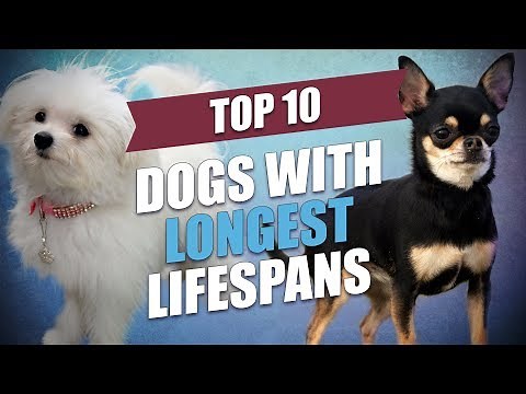 Top 10 Healthiest Dog Breeds With Longest Lifespan