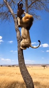 Male lions are the kings of the plains, known for their sheer size and territorial defense. While trees often offer a momentary escape, this powerful footage proves that sometimes, even vertical limits won't stop a determined predator! ​#LionClimb #AfricaIsWild #PredatorVsPrey #InstaNature #WildLifePhotography #SafariLife #Fearless #MustWatch #野生動物 #危険 #VidaSalvaje #Árbol #FauneSauvage #evasion #الحياة_البرية #نجاة | World Re-imagined