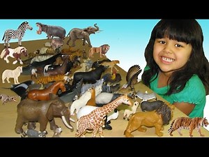 Schleich Safari My 4 Year Old Daughter Collection She Recognize a Lot of Animals Learn Animals