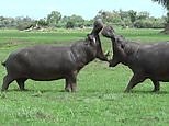 Two hippos lock jaws as they fight for more than an hour in Botswana