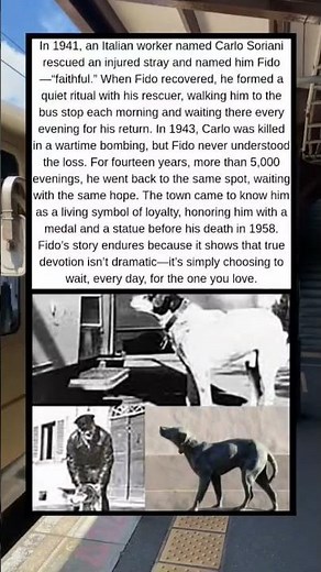 Fido: Fourteen Years of Faithful Waiting