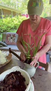 Orchids- go with me to the woods to get the pine tree bark -about middle way through see the termites !! www.amishfarmsoap.com Check it out to win a $50.00 spending spree. I had to wash my hands several times with this soap while trying to plant the new orchids. But , it was worth it all !! I will enjoy the orchid blooms for a long time. Matter of fact we all will enjoy because I’m going to continue sitting you in my bay window so you too can watch the blooms open up. Amish Farm Soap #amishfarms