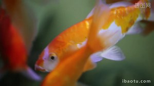 1080p Aquarium Fish HD Video MPEG Template Free Download - Pikbest