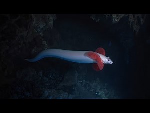 Olm – The Blind Dragon of the Underground