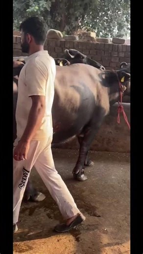 You will have to work hard 💯✅💸🐃#video #dairyfarm #trending #businessideas #motivational #success ...