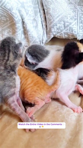 14K views · 1K reactions | Newborn kittens crying for mom by meowing but unfortunately don’t have mother | Baby Cat | Facebook