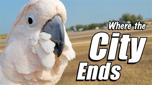 Where the city ends, Max the Cockatoo takes on his next adventure! 🦜 At the edge of new construction, he gazes across the fields, curious if his cow friends might be nearby. From greeting workmen to welcoming new families moving in, Max reminds us that new places are exciting to visit – and full of new friends. 🌾✨ | Max the Moluccan