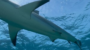 40K views · 654 reactions | This 15-mile-long string of cays offers wrecks, shallow reefs, sloping walls, and encounters with Caribbean reef and great hammerhead sharks. | Scuba Diving Magazine | Facebook