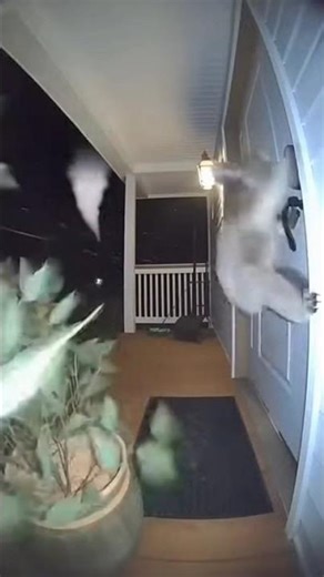 AI-Generated Koala on Porch vs Tornado – Cute & Dramatic Simulated Doorbell Cam 🐨🌪️