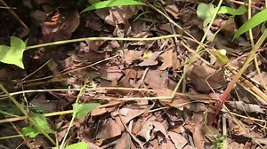 6.7K views · 297 reactions | Making soil more nutritious and making organic fertilizer | Radical Farmer - Organic Farm7 | Facebook