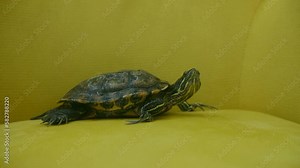Red-eared turtle crawl on the yellow armchair. (Trachemys scripta elegans) Adult male red-eared turtle, beloved pet. Slow motion.