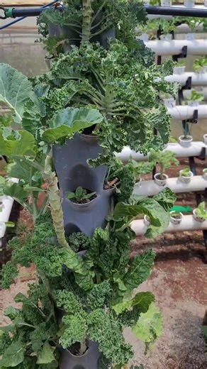 Innovative Irrigation Solutions in Kenya
