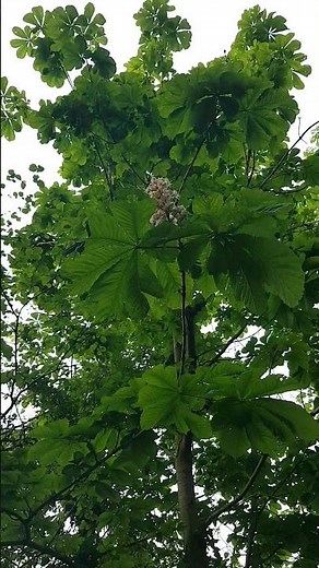 Tree Identification Horse Chestnut Aesculus hippocastanum