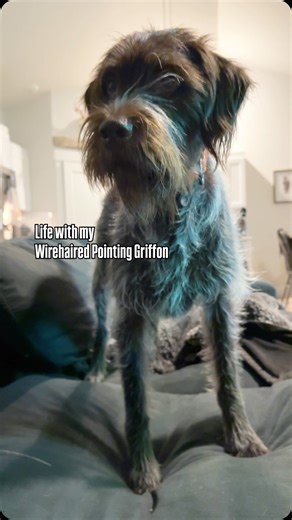 BRIAN FLYNN on Instagram: "Curious what living with a Griff is like? . My wife says she sees goofy Griff behavior shared by other #wpg owners all the time. . When he wants something, he will let you know. ((He is like this about everything. All the time.)) . Life with @trapp_thegriff 🐶 . #goodboy #griff #wirehairedpointinggriffon #doglife"