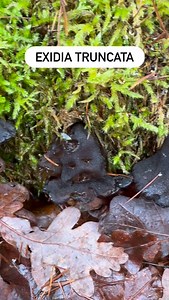Jelly fungus! #exidiatruncata #jellyfungus #mycology #mushroomidentification #fungi | FUNGIWOMAN