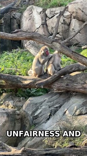 Capuchin Monkeys Understand Fairness! Watch Them React to Inequity