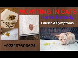 Why Do Cats Vomit? I Cat Vomiting Solution I Home Treatment I Most Common Causes I A Vet Explains