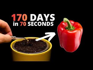 Growing a Bell Pepper from Seed to Harvest (170 Days Timelapse)