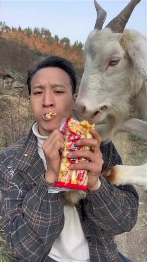 #CuteGoats #GoatLovers #FarmAnimals #GoatLife #GoatsOfYouTube #HappyGoat 🌞 What is this for? 🎶 P35