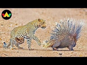 Porcupine Documentary | When Defense Becomes the Art of Survival | Wildlife Documentary