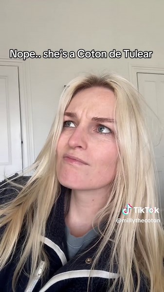 Milly the Coton de Tulear on TikTok