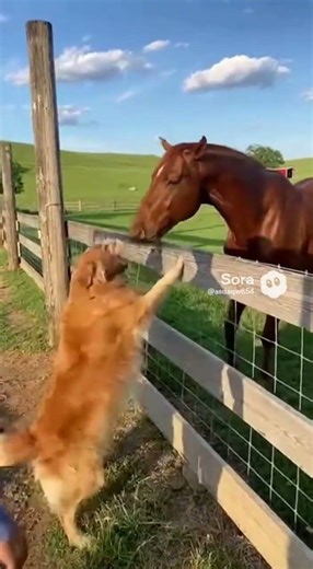 Best friends reunited after years apart 😭🐴🐶
