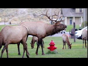 Bull Elk Bugle at Mammoth Hot Springs in Yellowstone
