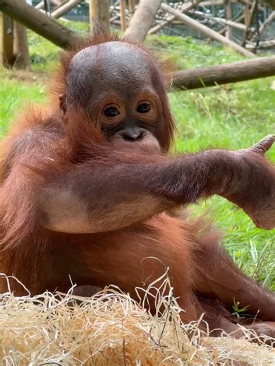 You picked Jim as our most adopted animal of 2025, so Jim’s going to celebrate by picking… his nose! 🫣 Find out more about Jim and our Bornean orangutan family during our Presenter-led talk, which currently takes place at the orangutan habitat every day at 12.30pm. | Dudley Zoo