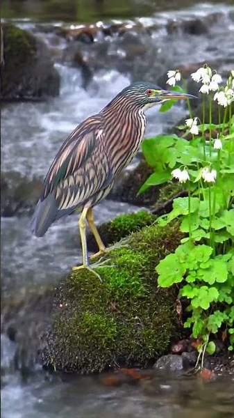 Northern Bald Ibis CALL — Rare Waldrapp Vocalization Captured Up Close! #birdsound #wildlife #birds