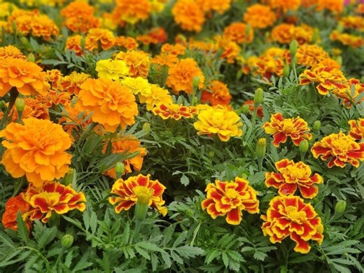 These quick fall garden tasks will make your spring planting season dramatically easier