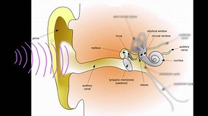 Auditory structure - part 1