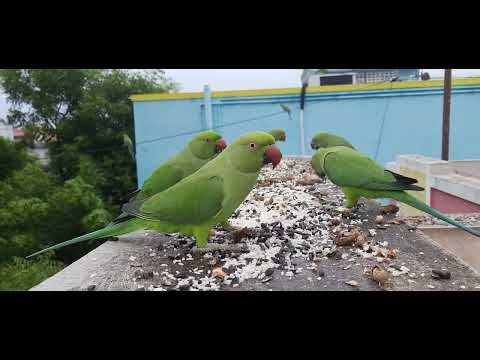 Peaceful Green Parakeet Feeding in Nature 🌿