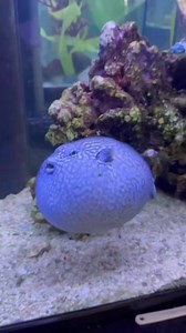 84K views · 80 reactions | Puffer fish can be so dramatic sometimes...