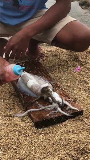 Baby Octopus Found in Seaweed 🐙🥹