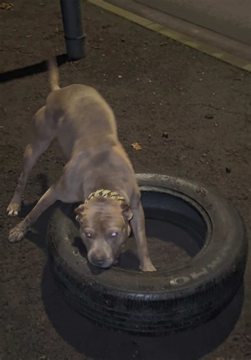 Understanding the Pit Bull Terrier: Traits and Care